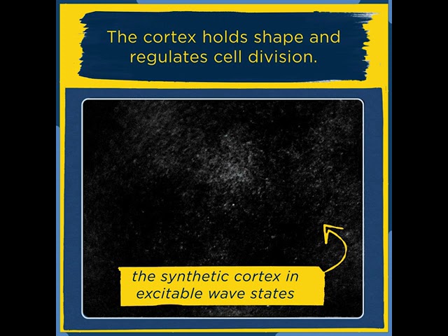U-M researchers create artificial cell cortex, a system to study how cells divide