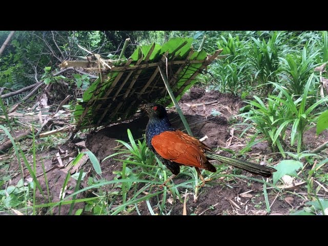 Primitive Skills: How to Make a Simple Bird Trap |  Wilderness Technology