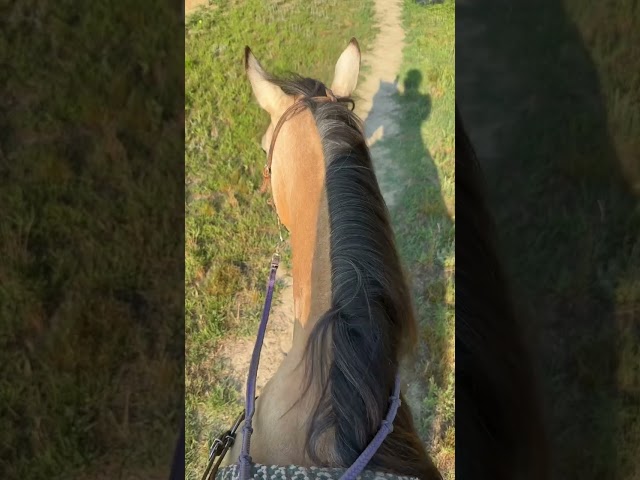 a fun morning 🫶#horse #western #horseriding #rodeo #barrelracer #barrelhorse #country #music #aqha