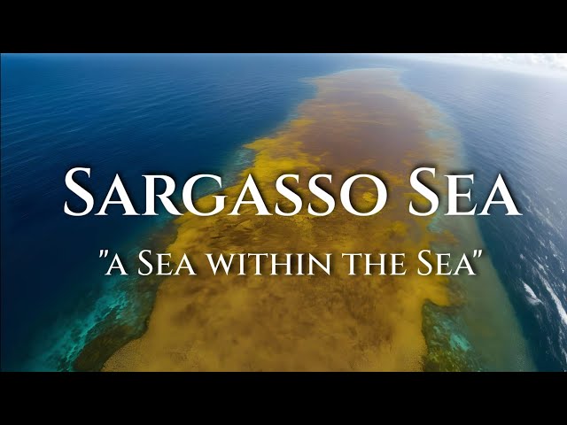 Sargasso Sea: A Floating Landless Wonder - Watch to Believe!