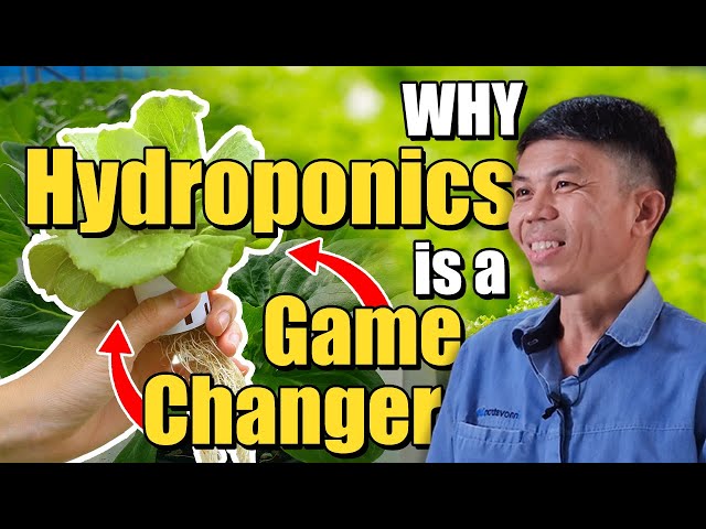 Farming of the Future: Why Hydroponics is a Game Changer I Agriculture