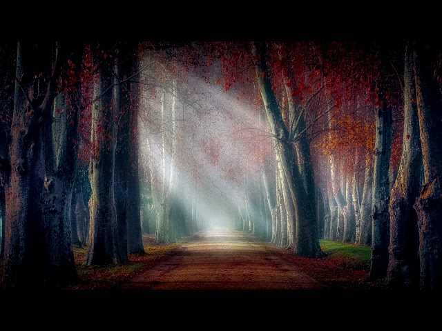 No Copyright 4K Dark Ambient Forest Dirt Road Sunrays Shadow Light Mysterious Background Screensaver