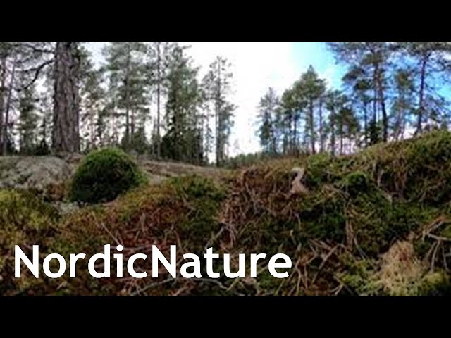 Nordic spring progressing 360, glacial erratics, lichen and moss