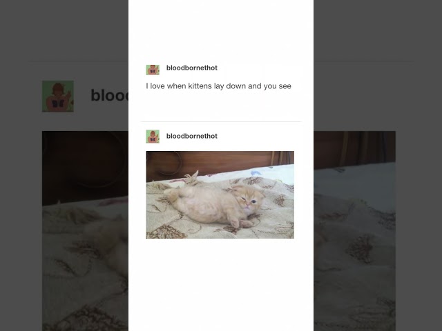 Cute Cat Tumblr Posts