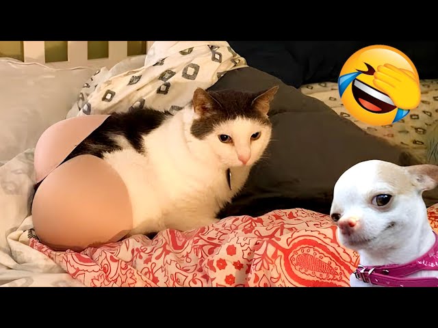 Funny ANIMALS videos😂Funniest CATS😺 and DOGS🐕 2024 #4