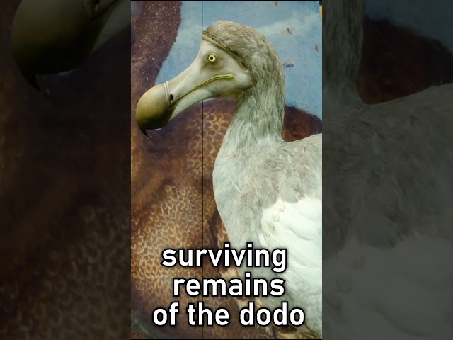 The Sole Preserved Head of the Dodo Bird