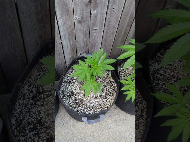 June 15 grow update