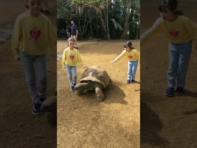 Big turtle with my kids  #animals #shorts #short