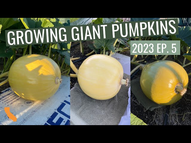 Growth Begins - Ep. 5 - Growing Giant Pumpkins 2023