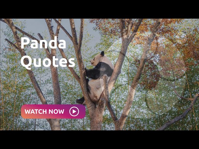 Panda Quotes