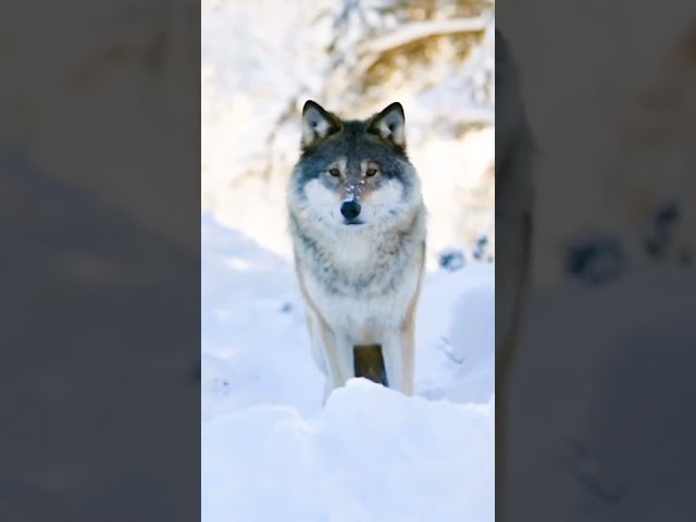 wolf fox||#short #fox #snowfox