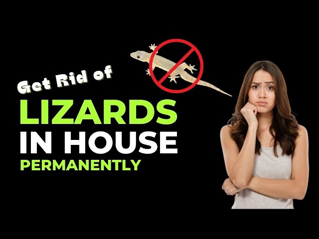 How To Get Rid Of Lizards In The House Permanently (Safe Home Remedies)