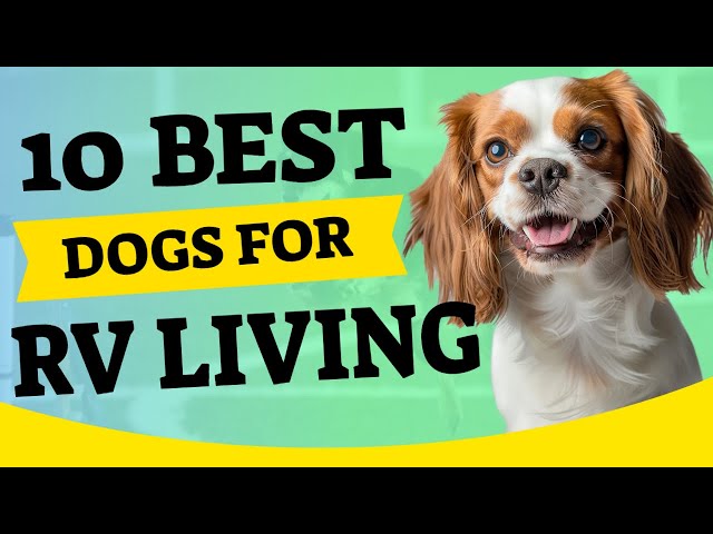 10 Best Dogs For RV Living | Perfect Travel Companions