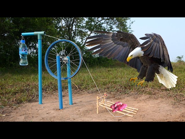 Easy Eagle Trap - Amazing Eagle Bird Trap make from Bicycle legs and PVC Pipe - how to bird trap