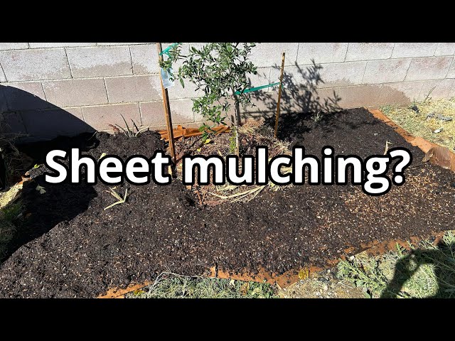 Sheet mulching or sheet composting in winter to start garlic soon