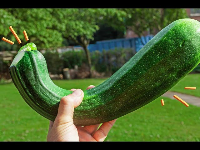 The Ultimate Guide to Growing Zucchini at Home