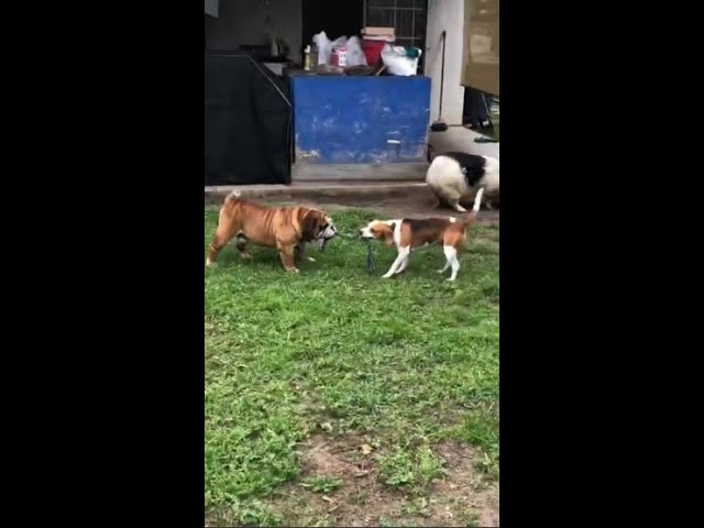 Bulldog VS Beagle