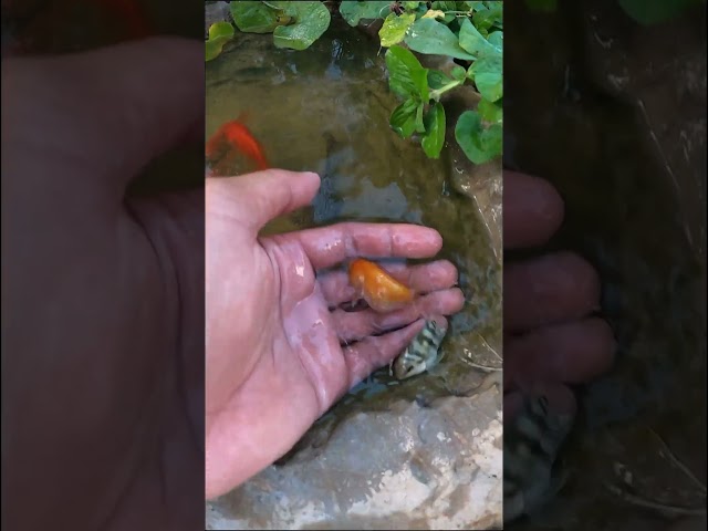 Top video finding fish fun! Catching wild ornamental fish Goldfish #shorts