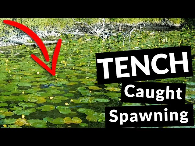 Wild Tench Spawning in an Irish Lake (2018)