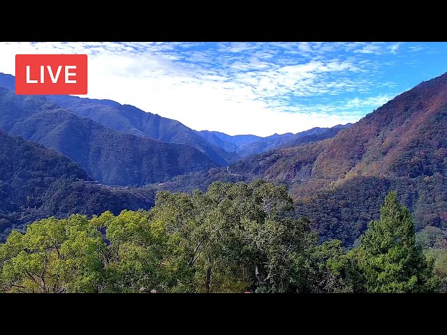 Lala Mountain Live Cam 拉拉山遊客中心即時影像