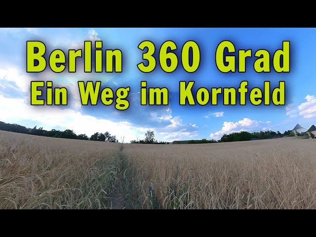 Berlin 360 Grad: Ein Weg im Kornfeld - vor den Toren im Süden von Berlin
