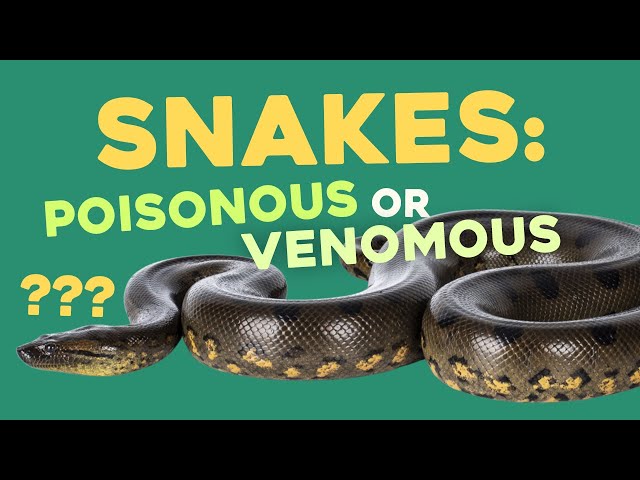 Are Snakes Venomous or Poisonous?