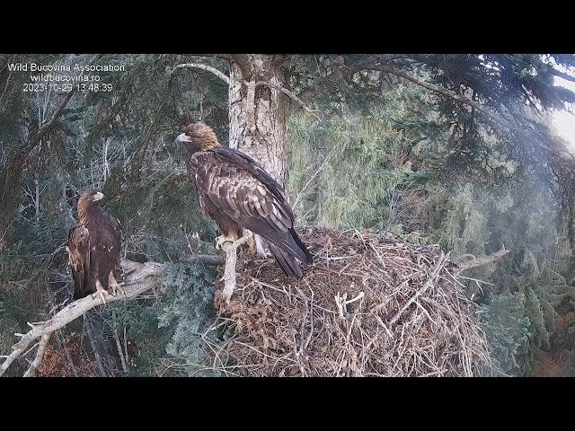 Cuibul Acvilei de munte nr. 1 - The nest of the Golden Eagle 1 (Aquila chrysaetos)2024