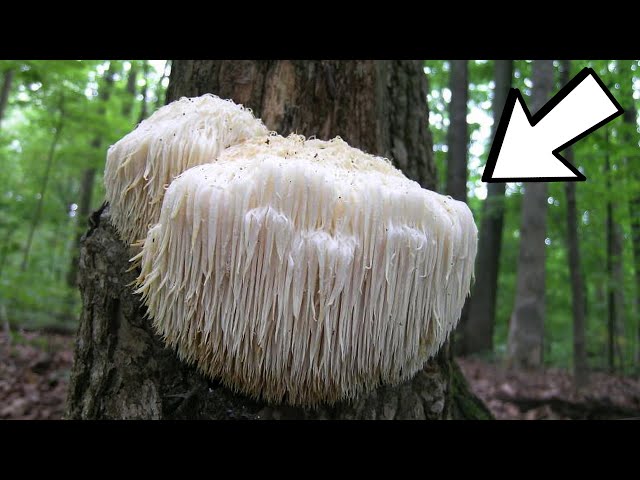 MOST WEIRD TYPES OF FUNGUS