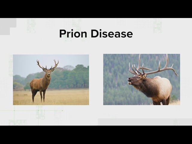 VERIFY: What is chronic wasting disease and can you catch it?