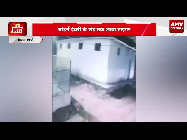 Tiger Visits Madan Society in Bhopal, Flees After Spotting Employees | AMV Network MP-CG