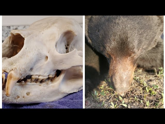 HOW TO: European Mount A Bear Skull DIY