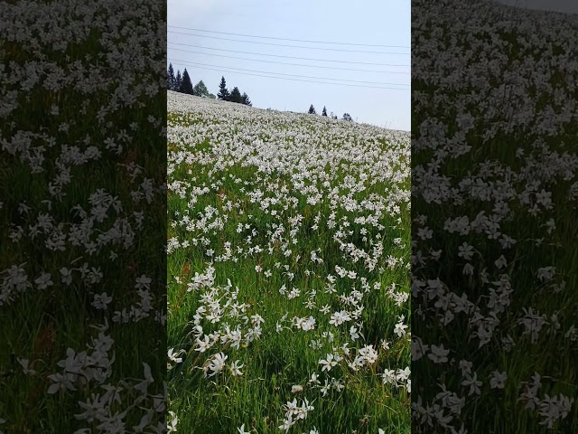 Narcissus meadows, Les Pléiades,Switzerland🇨🇭 #switzerland #shorts #swisstravel #swiss #swisstourism