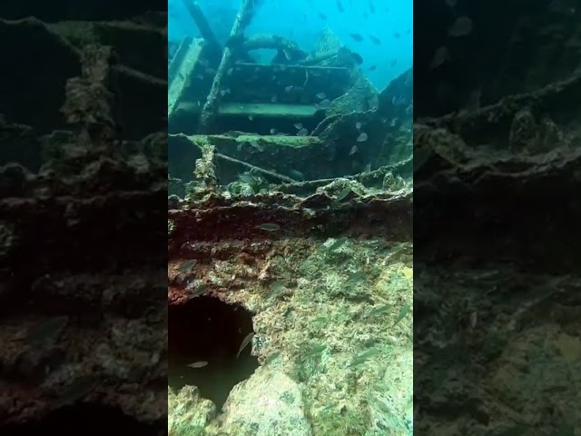 Wreck #diving #scubadiving #sealife #fish #wreck #shorts