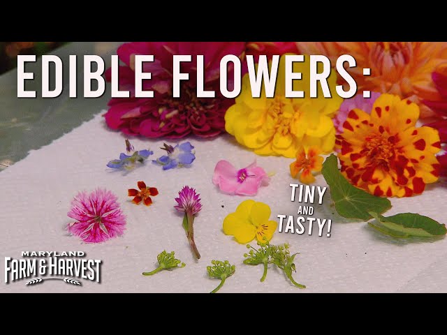 Urban Farm Grows Edible Flowers | Maryland Farm & Harvest