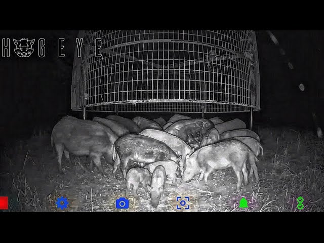 Trapping 100’s of wild hogs. Showcasing the drop traps.