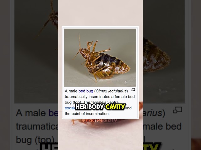 😱 Shocking Mating Behavior of Bed Bugs!