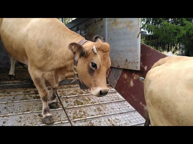 Heimkehr der Mutterkühe von der Alp am 16.9.2022 / Alle Kühe wieder zu Hause