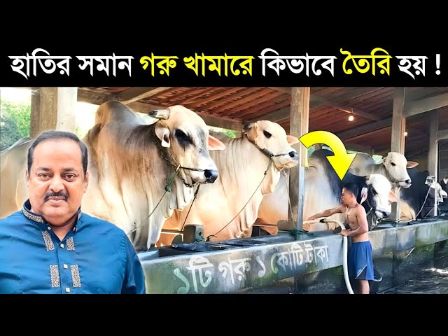 দেখুন ১ কোটি টাকার গরু খামারে কিভাবে পালন করা হয়..? 😱 || Dipjol Cow Farm | Qurbani Eid Funny Videos