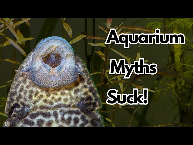 Aquarium MYTHS That might be harming Your Fish (Debunked)