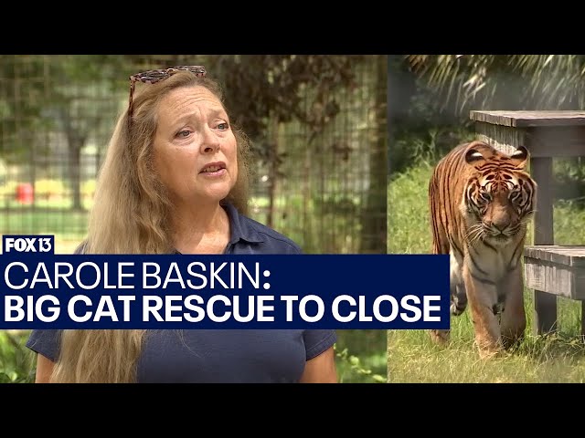 Big Cat Rescue in Tampa, featured in 'Tiger King,' to close