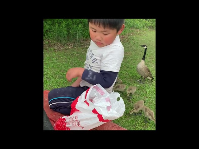 Feeding wild Geese