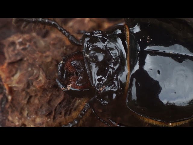 Horned Passalus Beetle Macro Video