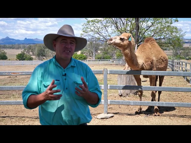 Meet our Supplier: Summer Land Camels