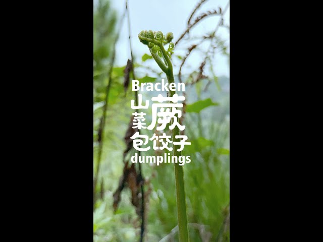 wild edibles plants bracken handmade dumplings recipe
