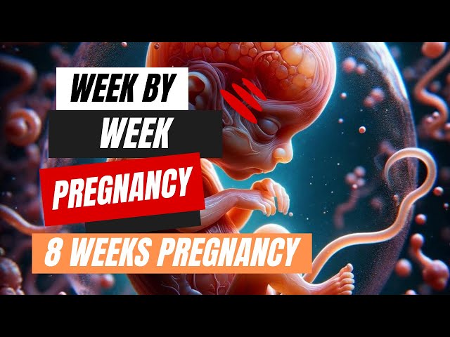 Week by Week Pregnancy - 8 Weeks Pregnancy