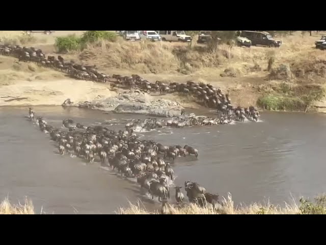 Endless Waves: Wildebeest Crossing the Mara River!