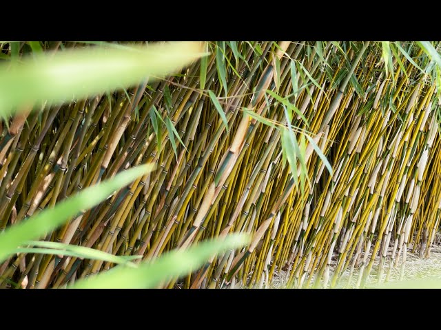Clumping Bamboo Pros and Cons - Growing Bamboo as a Hedge