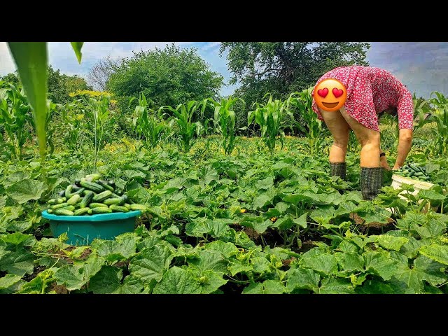 My wife picks vegetables on the farm. Gardening in the summer on the farm