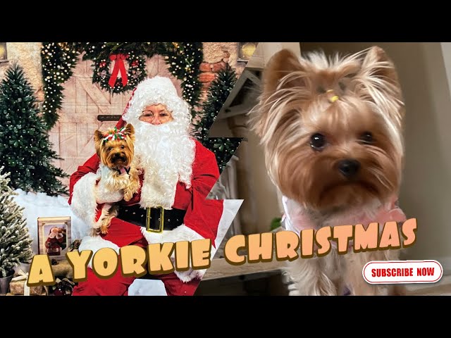 A Yorkie Christmas