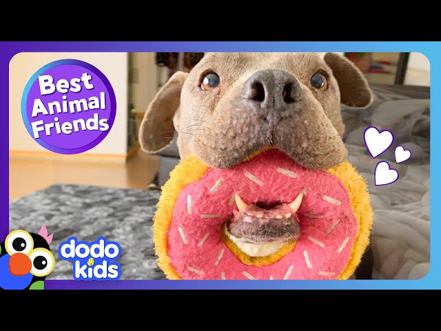 Have You Ever Seen A Dog Love Donuts This Much?! | Dodo Kids | Best Animal Friends